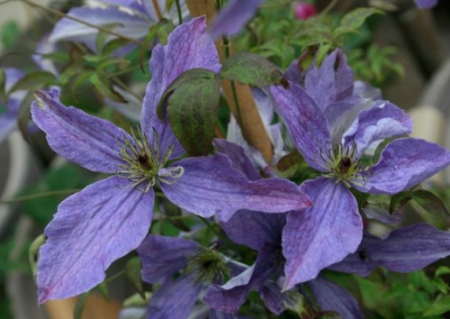 CLEMATIS viticella 'Sunny Sky'