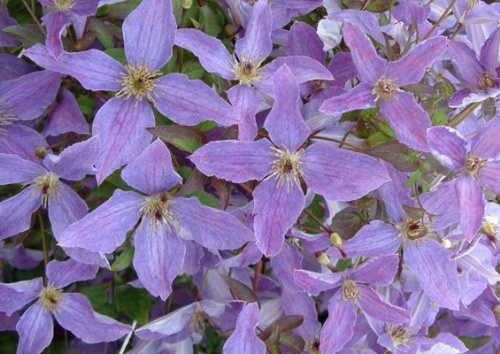 CLEMATIS viticella 'Sunny Sky'