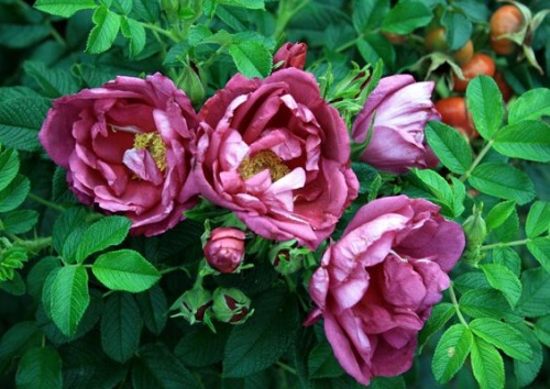 Rosa Crested Sweetheart centifolia muscosa