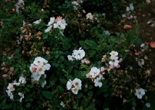 Rosa 'Sternenflor'