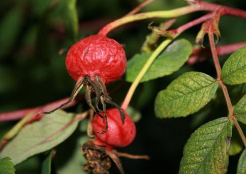 Rosa rugosa 'Therese Bugnet'