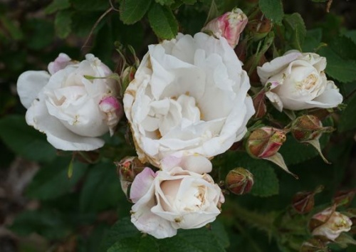 Rosa 'Leuchtenburg'