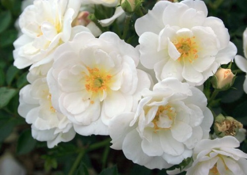 Rosa 'Bienenweide Weiß'
