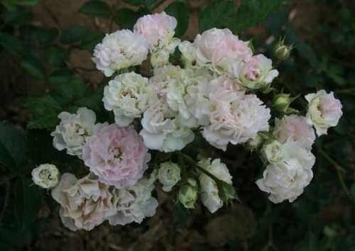 Rosa 'Kirschrose'