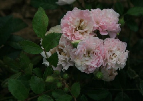 Rosa 'Kirschrose'