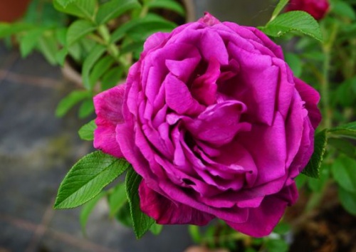 Rosa rugosa 'hr4-Rose Junimond'