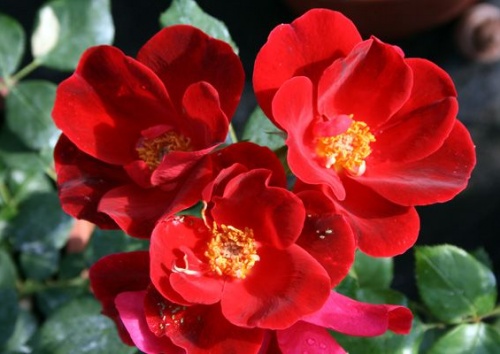 Rosa 'Zeelandia'