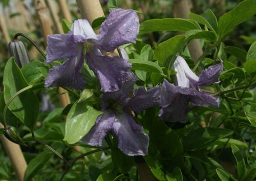 CLEMATIS viticella 'Betty Corning'