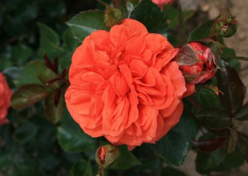 Rosa 'Orangerie'