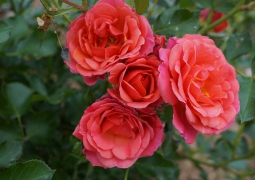 Rosa 'Mandarin'