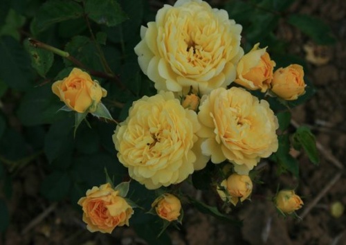 Rosa 'Yellow Meilove'