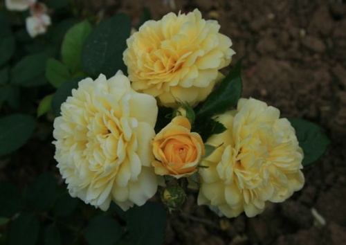 Rosa 'Yellow Meilove'