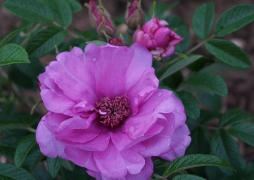 Rosa rugosa 'Wild Mauve'