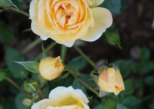 Rosa 'Bienenweide Gelb'