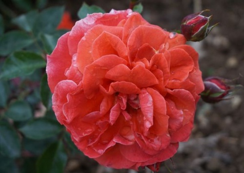 Rosa 'Naranga'