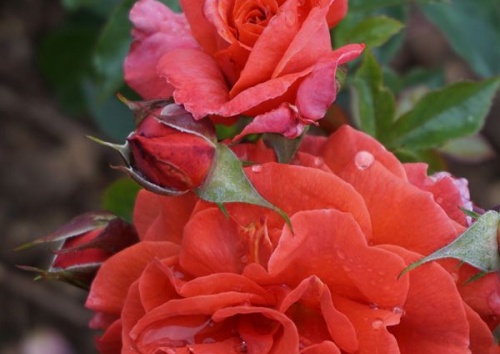 Rosa 'Naranga'