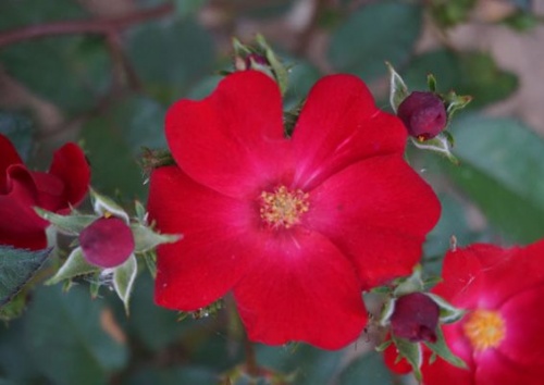 Rosa moschata 'Poppy Rose'