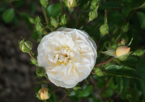 Rosa moschata 'La Feullerie'