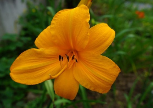 Hemerocallis 'Orange Prelude'