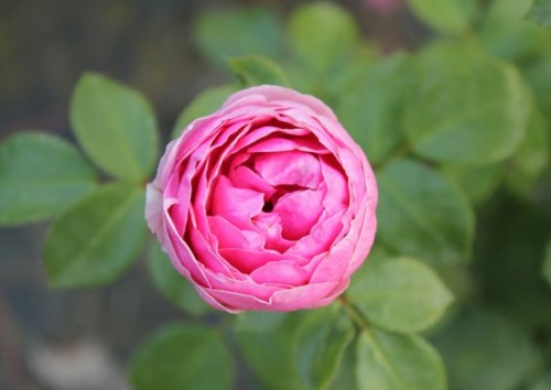Rosa 'Pomponella'