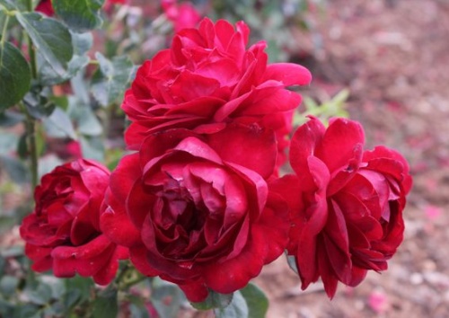 Rosa 'Capricia Renaissance'