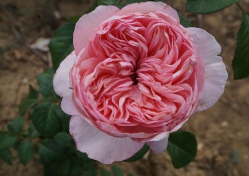 Rosa 'Mauritia'