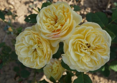 Rosa 'Citroncello'