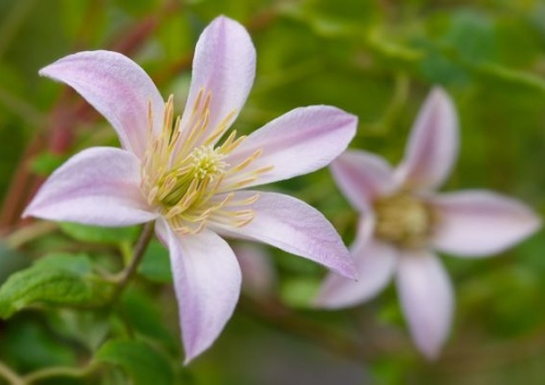 CLEMATIS texensis 'Mieni Belle'