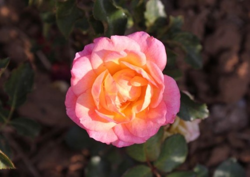 Rosa 'Dekora'