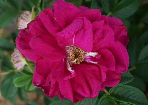 Rosa rugosa 'Wild Butterfly'