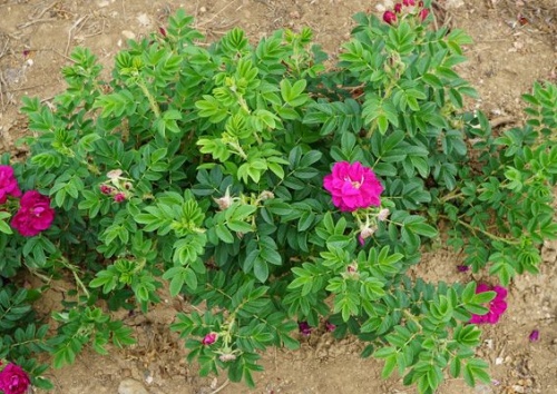 Rosa rugosa 'Wild Butterfly'