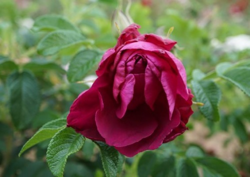 Rosa rugosa 'Wild Bee'