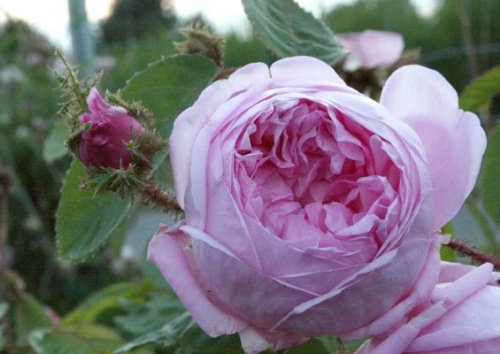 Rosa centifolia muscosa