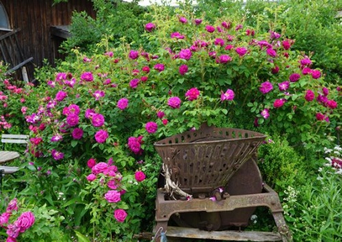 Rosa centifolia muscosa rubra