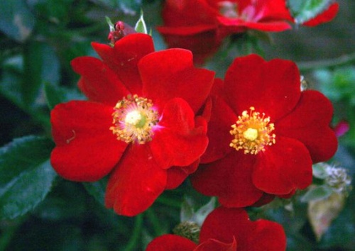 Rosa centifolia 'Parvifolia'