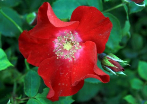 Rosa centifolia 'Parvifolia'
