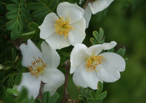 Rosa omeiensis pteracantha
