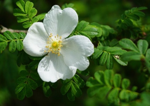 Rosa omeiensis pteracantha