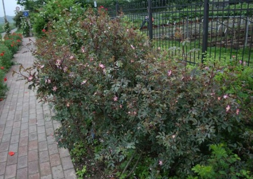 Rosa rubrifolia / glauca