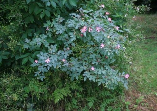 Rosa rubrifolia / glauca