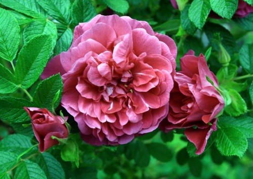 Rosa rugosa 'Hansa'
