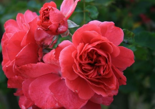 Rosa 'Rosarium Uetersen'