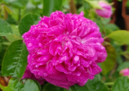 Rosa damascena 'Rose de Resht'