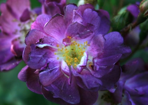Rosa 'Veilchenblau'