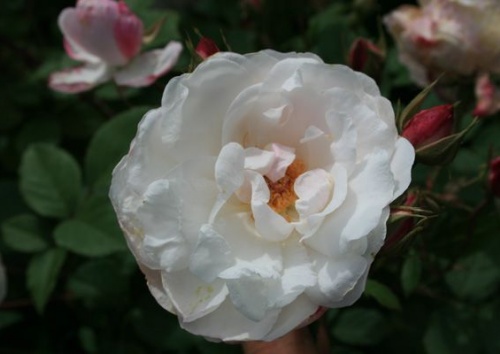 Rosa 'Venusta Pendula'