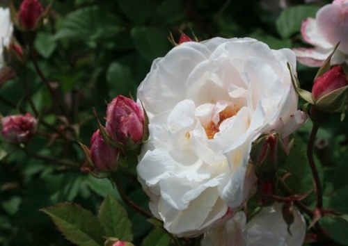 Rosa 'Venusta Pendula'