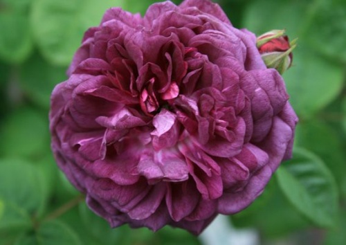 Rosa gallica 'Cardinal de Richelieu'