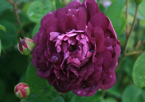 Rosa gallica 'Cardinal de Richelieu'