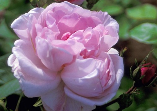 Rosa centifolia 'Fantin Latour'