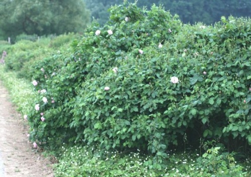 Rosa centifolia 'Fantin Latour'